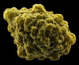 Mould